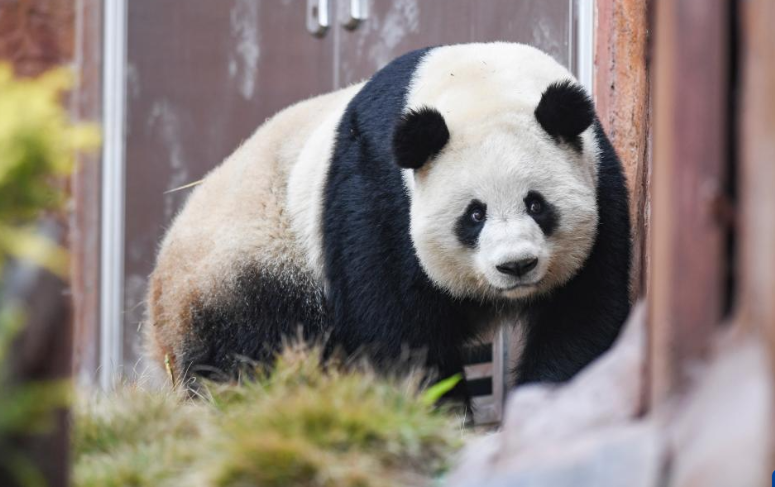四只大熊貓“落戶”重慶永川
